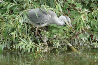 Heron beside the Grand Union Canal
A heron seen on an Enfield Society walk on 28th June 2009.
Keywords: herons