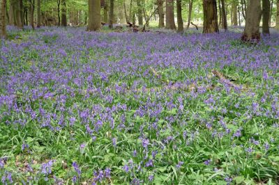 Carpet of bluebells
Seen on a footpath walk to Chiltern Downland and Ivinghoe Beacon, 15th May 2010
Keywords: bluebells;walk2010-05-15