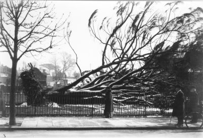 Fallen tree
The area shown is the library green looking east from Cecil Road. The building in the background of the upturned tree roots is 2 Sarnesfield road, which has been used for many years as a chinese restaurant. [i]Information from P Cracknell, 2014[/i]
Keywords: trees;storm damage