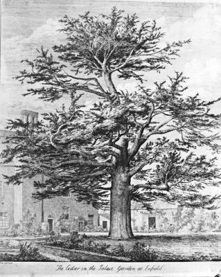 Palace Gardens cedar
Captioned "The Cedar in the Palace Gardens at Enfield". Copy of an engraving. The signature at bottom left is cut off but appears to be ...G. Strutt. The tree is reputed to have been planted by Dr Uvedale (who lived at the Palace for many years) in 1670, the plant being brought from the Lebanon by a former pupil.
Keywords: Palace Gardens;trees;engravings