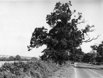 Tree cut down by the GLC unnecessarily
Above caption was used in an exhibition - date unknown
Keywords: trees