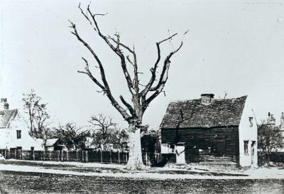 Queen Elizabeth's tree, Chase Green, 1868
The above title is given on a postcard version of this image published by Enfield Libraries. [i]Why is it called "Queen Elizabeth's tree"? Is there a story attached?[/i] 

[i]Reproduction right held by Enfield Local Studies Library and Archive.[/i]
Keywords: trees;1860s;Chase Green;unidentified