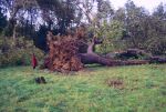 Filename=SC003140.jpg
Filesize=604KiB
Dimensions=800x539
Date added=%794 %29, %2011 SC003140.jpg