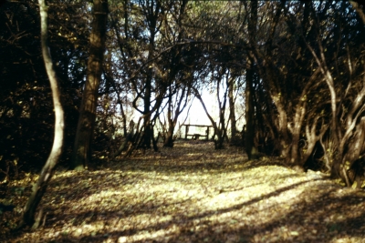 Our first stile
Undated slide entitled "Our first stile, No.111" Location unknown.
Keywords: footpaths;stiles;LC4