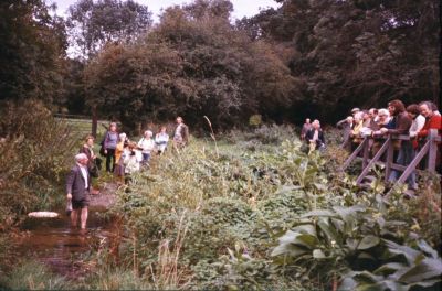 Hindhead, Surrey, 2nd October 1977
Wally Woodfield cools off in the river Wey
Keywords: streams