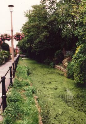 New River Loop before renovation, full of weeds and algae
Keywords: New River Loop;River View;algae