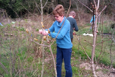 Working in the tree nursery, April 2015
Keywords: trees;Enfield Society;nurseries;FP1